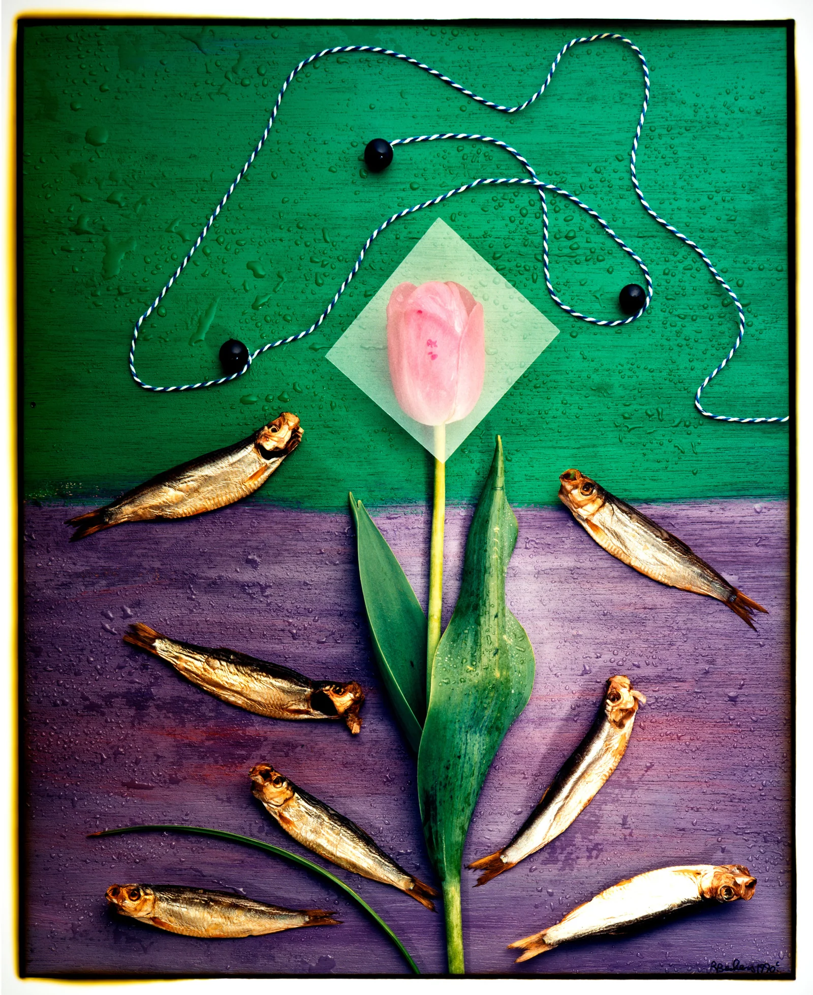 The Origin of Species — foto 2, Raf Beckers
