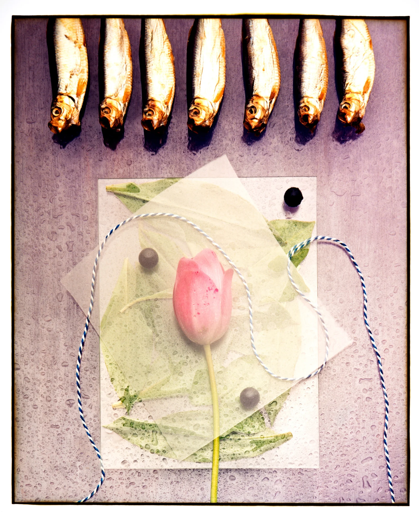 The Origin of Species — foto 5, Raf Beckers