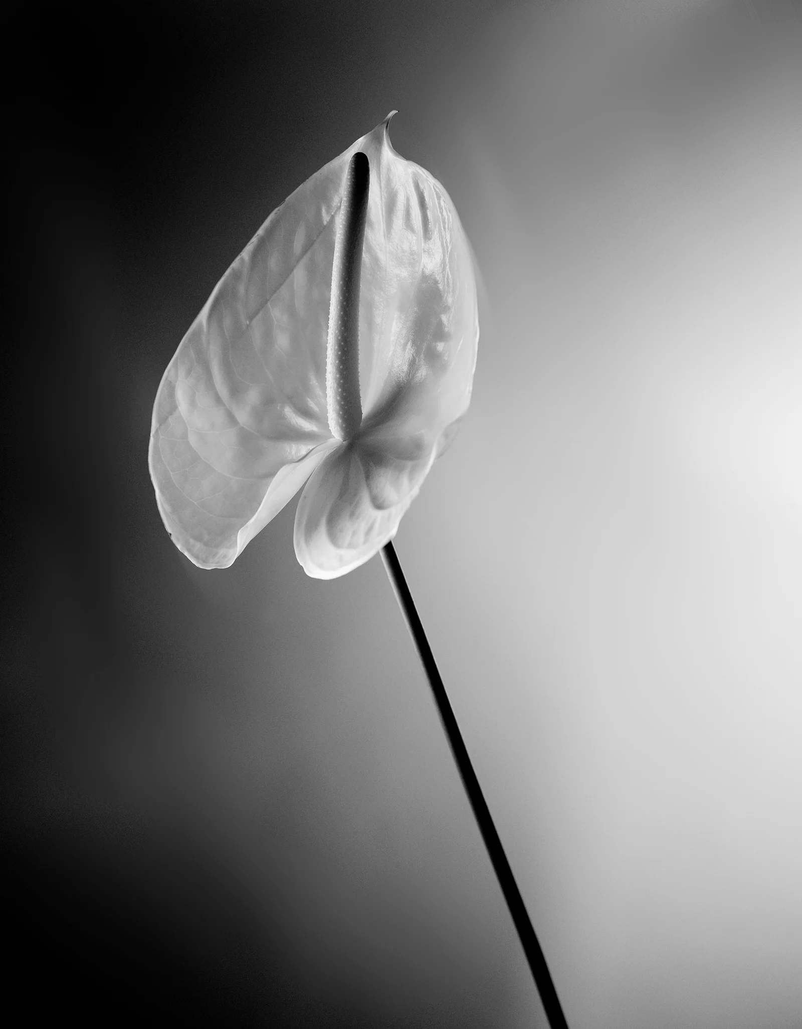 Black & White — foto 10, Raf Beckers